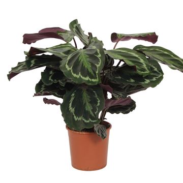 Calathea 'Medallion'