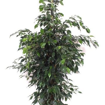 Ficus benjamina 'Danielle'