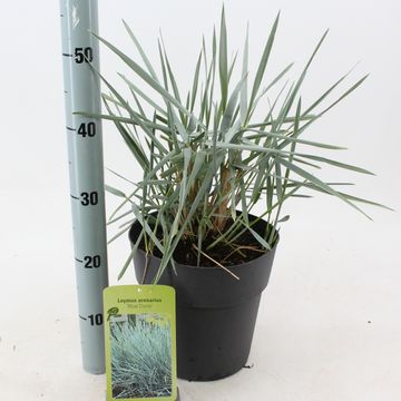 Leymus arenarius 'Blue Dune'
