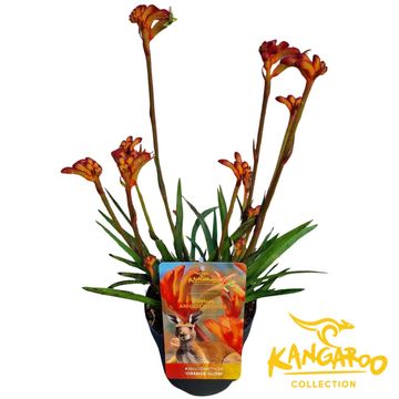 Anigozanthos 'Orange Glow'