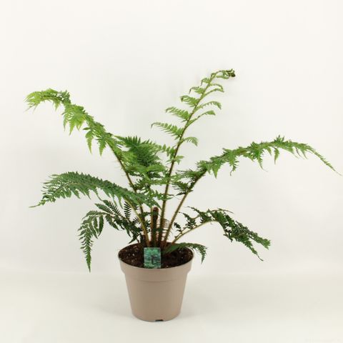 Cyathea australis