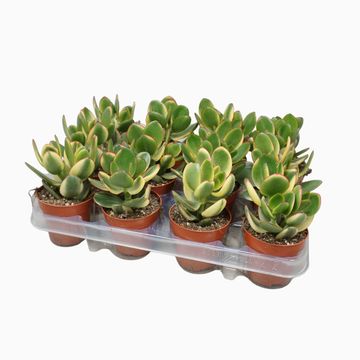 Crassula ovata 'Variegata'