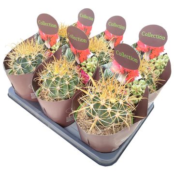 Ferocactus chrysacanthus