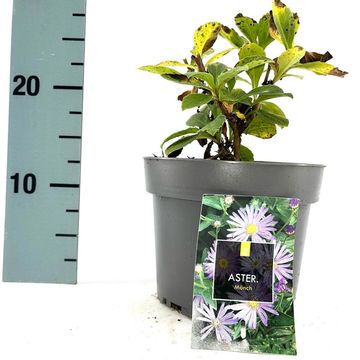 Aster x frikartii 'Mönch'