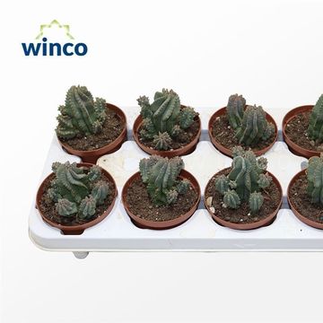 Euphorbia fruticosa 'Inermis'