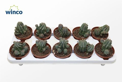 Euphorbia fruticosa 'Inermis'