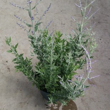 Perovskia atriplicifolia