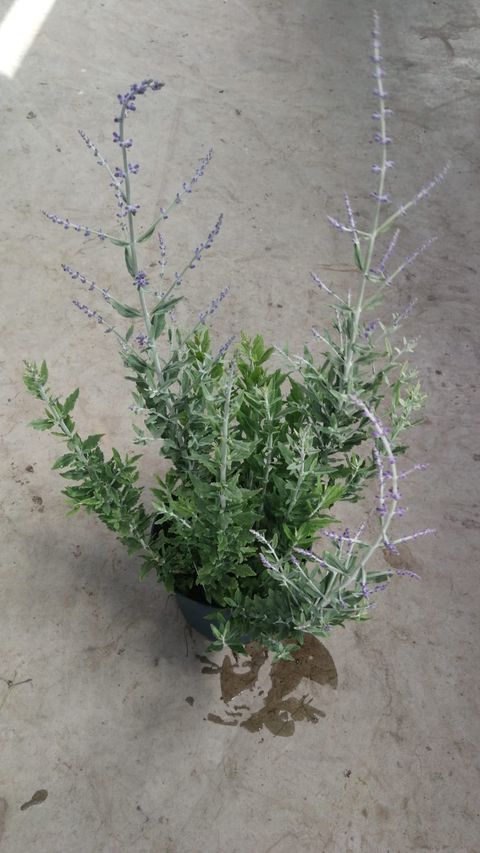 Perovskia atriplicifolia