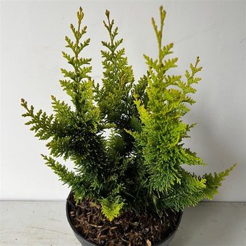 Chamaecyparis obtusa 'Teddy Bear'