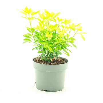 Choisya ternata SUNDANCE