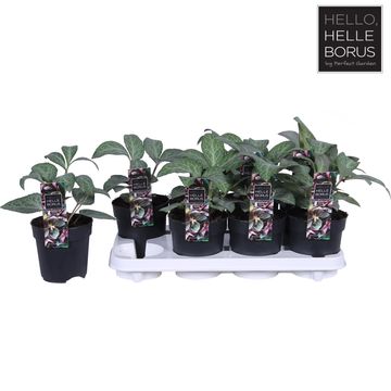 Helleborus lividus 'Lilac Marble'