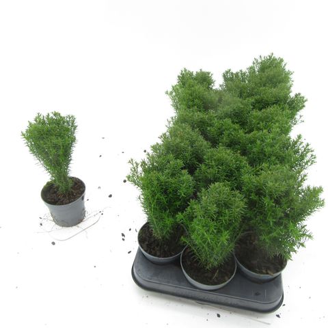 Thuja occidentalis 'Teddy'