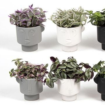 Plantes d'interieur MIX