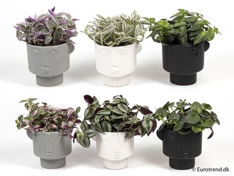 Houseplants MIX