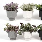 Houseplants MIX