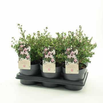 Serissa japonica 'Pink Mystic'