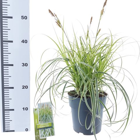 Carex 'Feather Falls' — Plant Wholesale FlorAccess