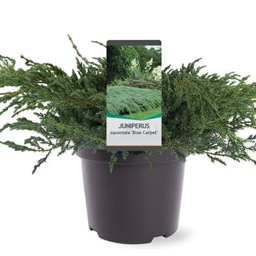 Juniperus squamata 'Blue Carpet'