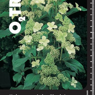 Hydrangea paniculata 'Kyushu'