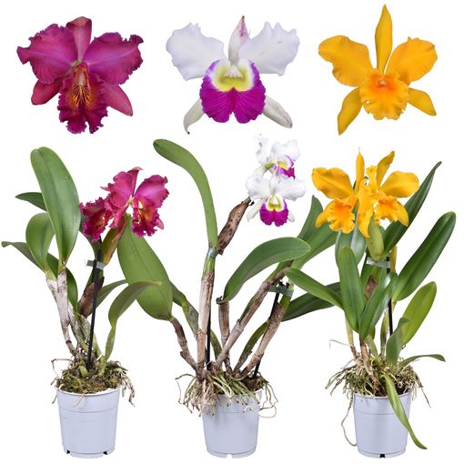 Cattleya MIX