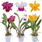 Cattleya MIX