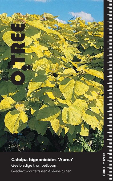 Catalpa bignonioides 'Aurea'