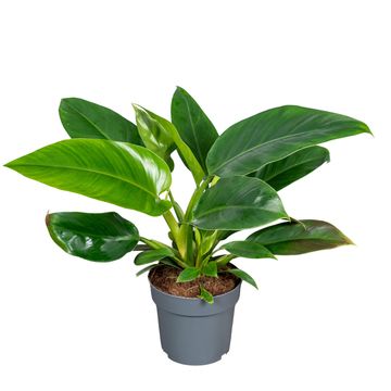 Philodendron 'Imperial Green'