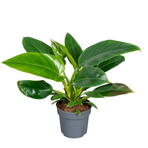 Philodendron 'Imperial Green'