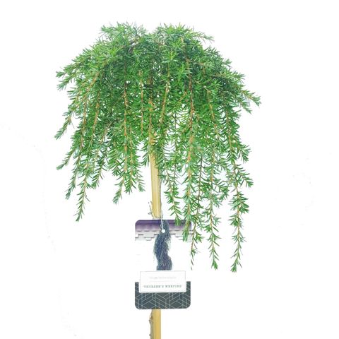 Tsuga heterophylla 'Thorsen's Weeping'