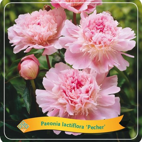 Paeonia 'Pecher'