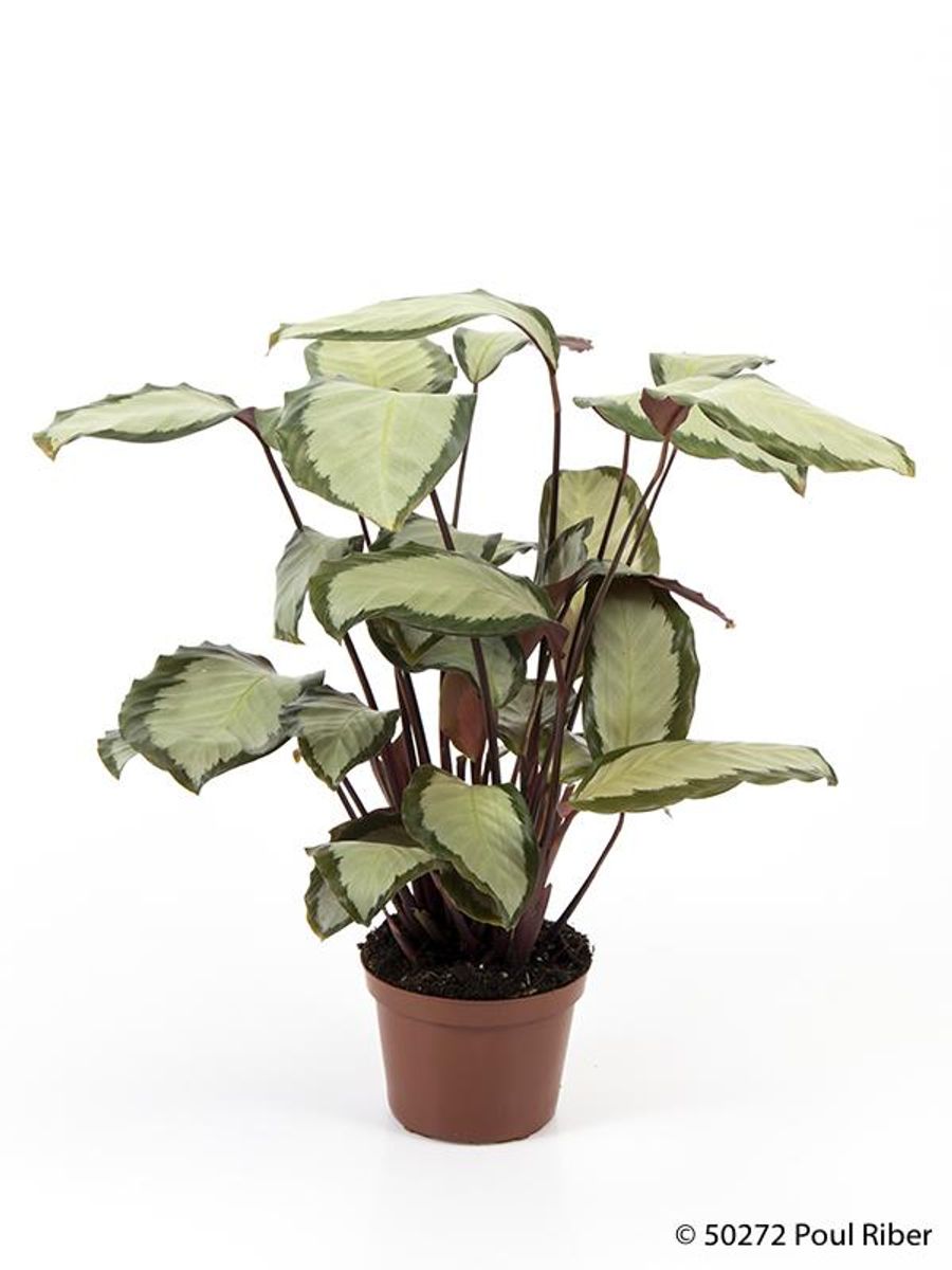 Calathea picturata — Plant Wholesale FlorAccess