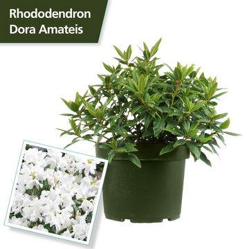 Rhododendron 'Dora Amateis'