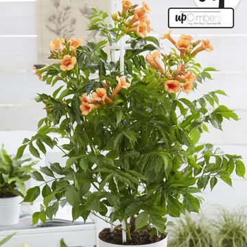 Campsis x tagliabuana INDIAN SUMMER