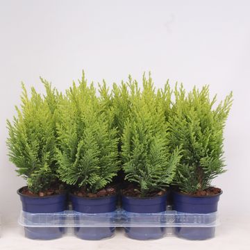 Chamaecyparis lawsoniana 'Ellwood's Empire'