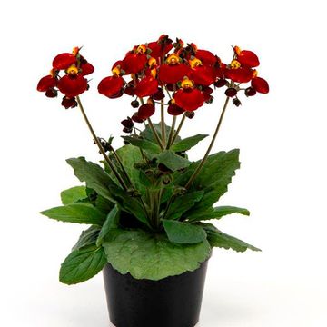 Calceolaria CALYNOPSIS RED