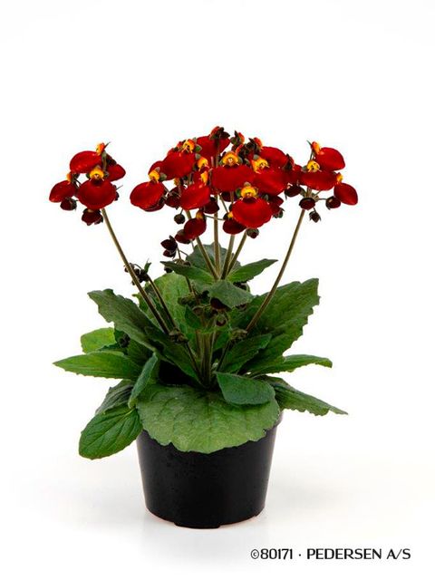 Calceolaria CALYNOPSIS RED