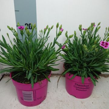 Dianthus DIANTICA EARLY LOVE