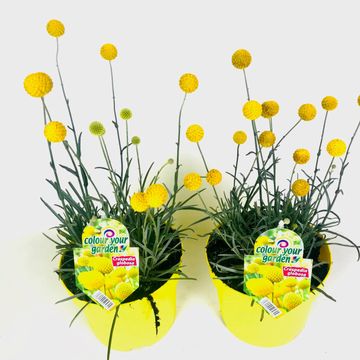 Craspedia globosa 'Golf Beauty'