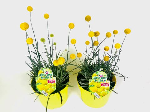 Craspedia globosa 'Golf Beauty' — Plant Wholesale FlorAccess