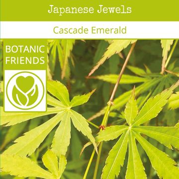 Acer palmatum CASCADE EMERALD
