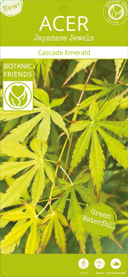 Acer palmatum CASCADE EMERALD