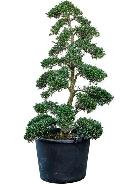 Ilex crenata 'Kinme'