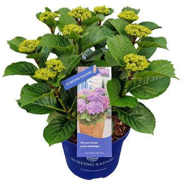 Hydrangea macrophylla SURFING SAFARI BAYVIEW