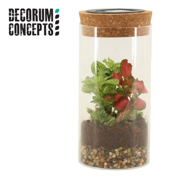 Composizione Terrarium