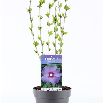 Hibiscus syriacus 'Озиау Блу'