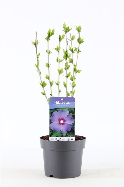 Hibiscus syriacus 'Озиау Блу'