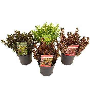 Coprosma repens MIX