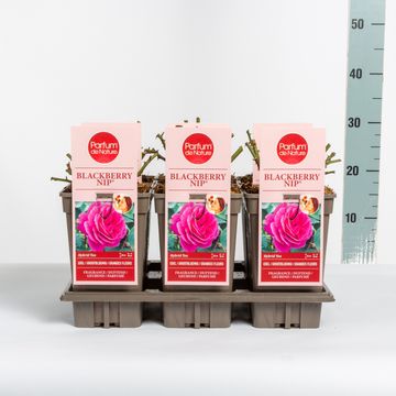 Rosa BLACKBERRY NIP