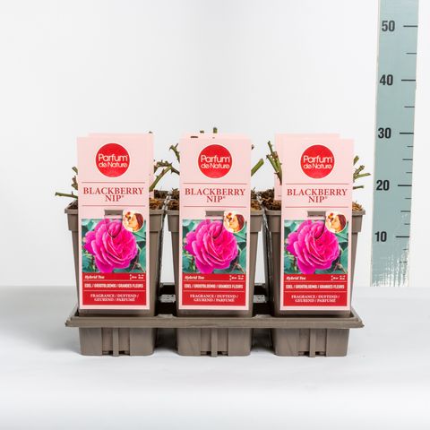 Rosa BLACKBERRY NIP