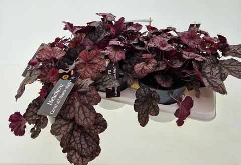 Heuchera americana 'Velvet Night'